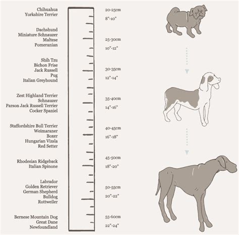 Understanding the Dogs Knot: An In